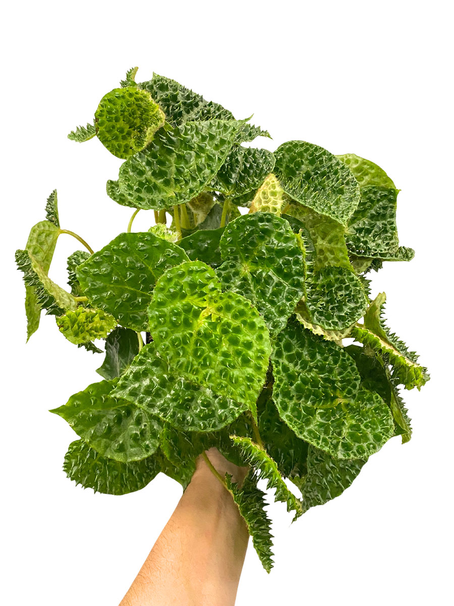 Begonia Ferox Green Dinosaur 
