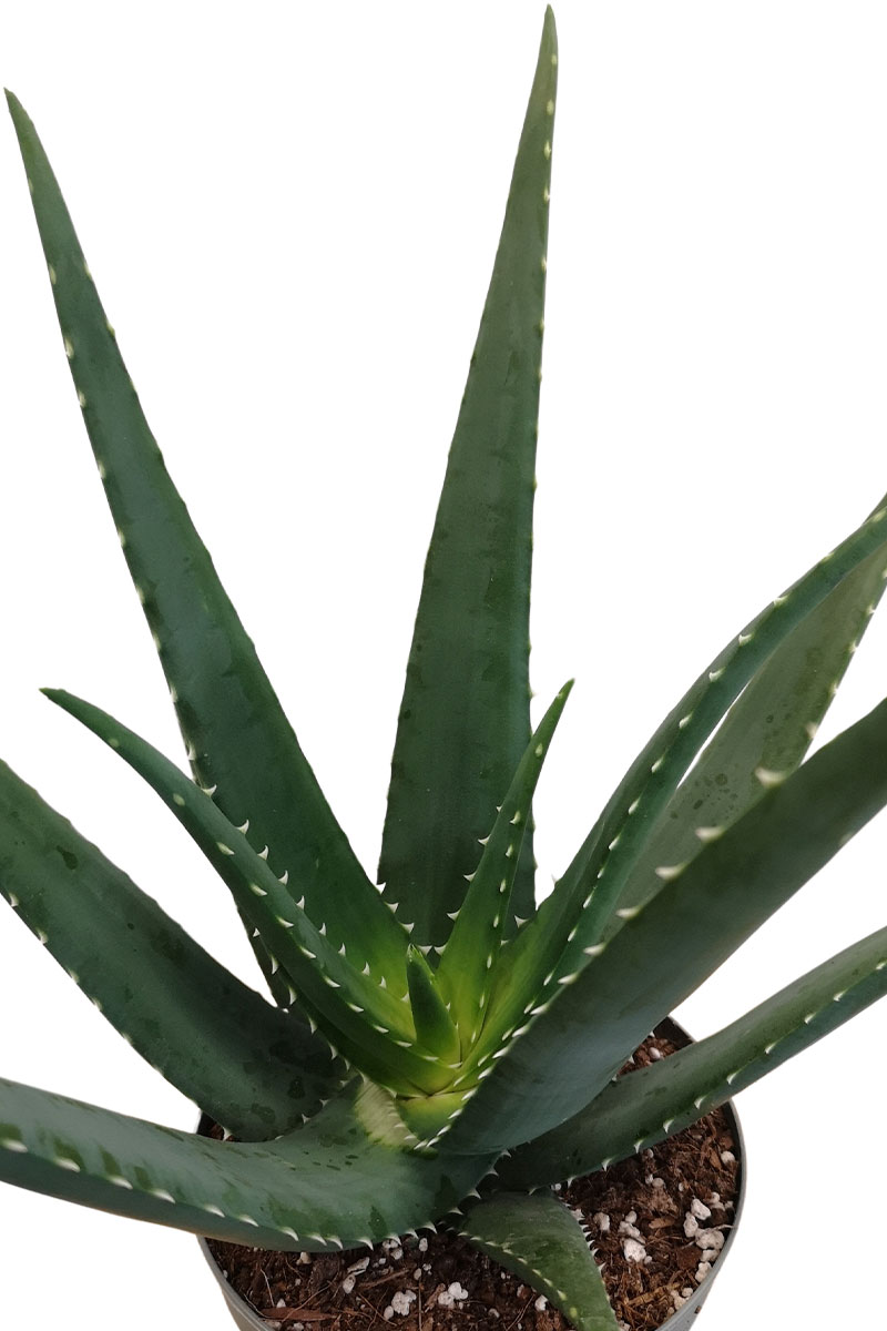 Aloe Medivera Equator - Bio