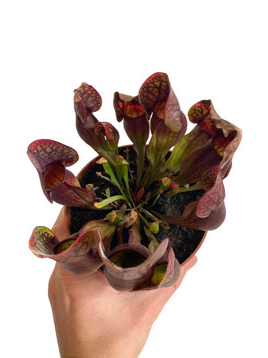 Schlauchpflanze Sarracenia Hans