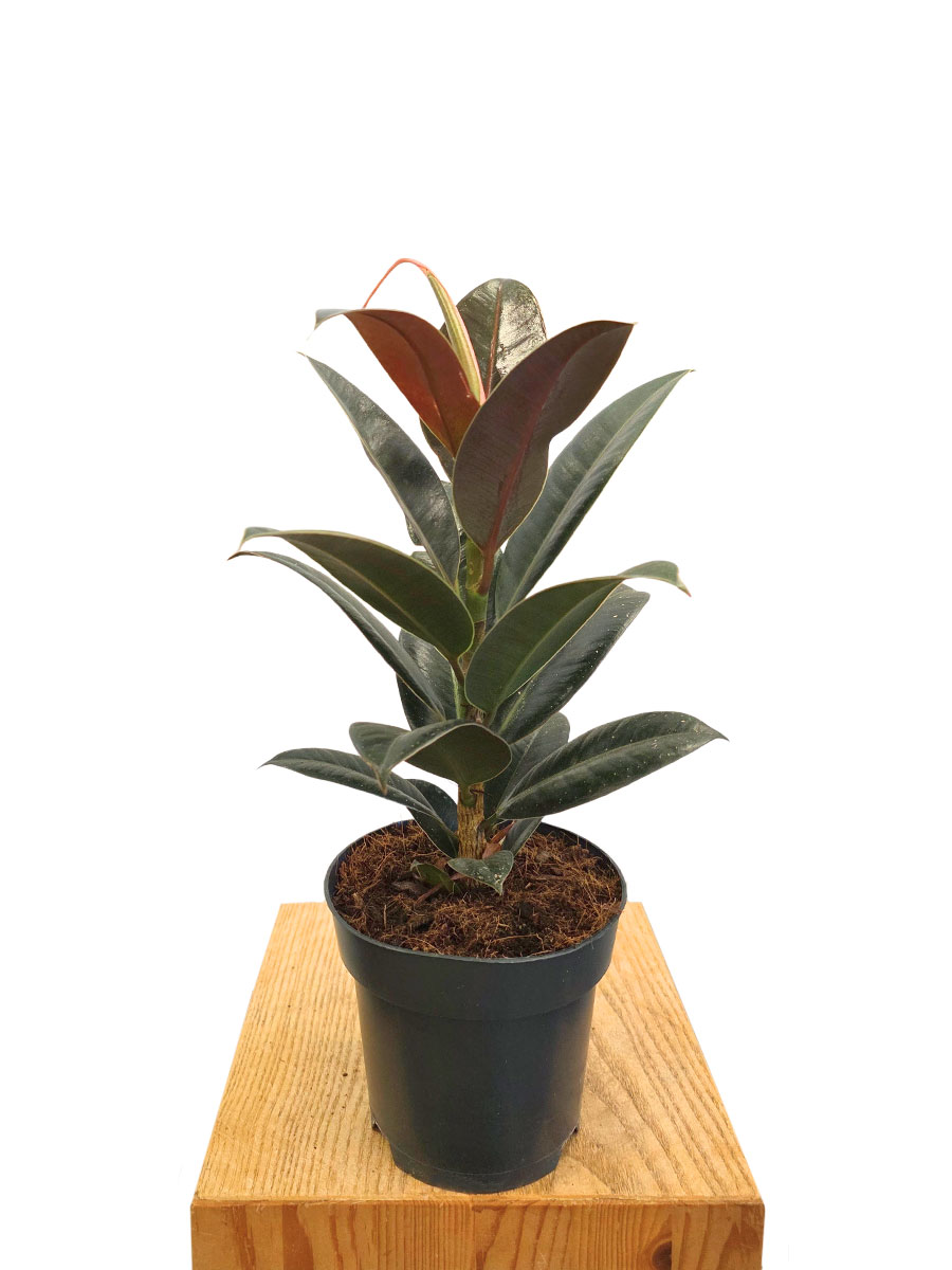 Ficus Elastica Melany
