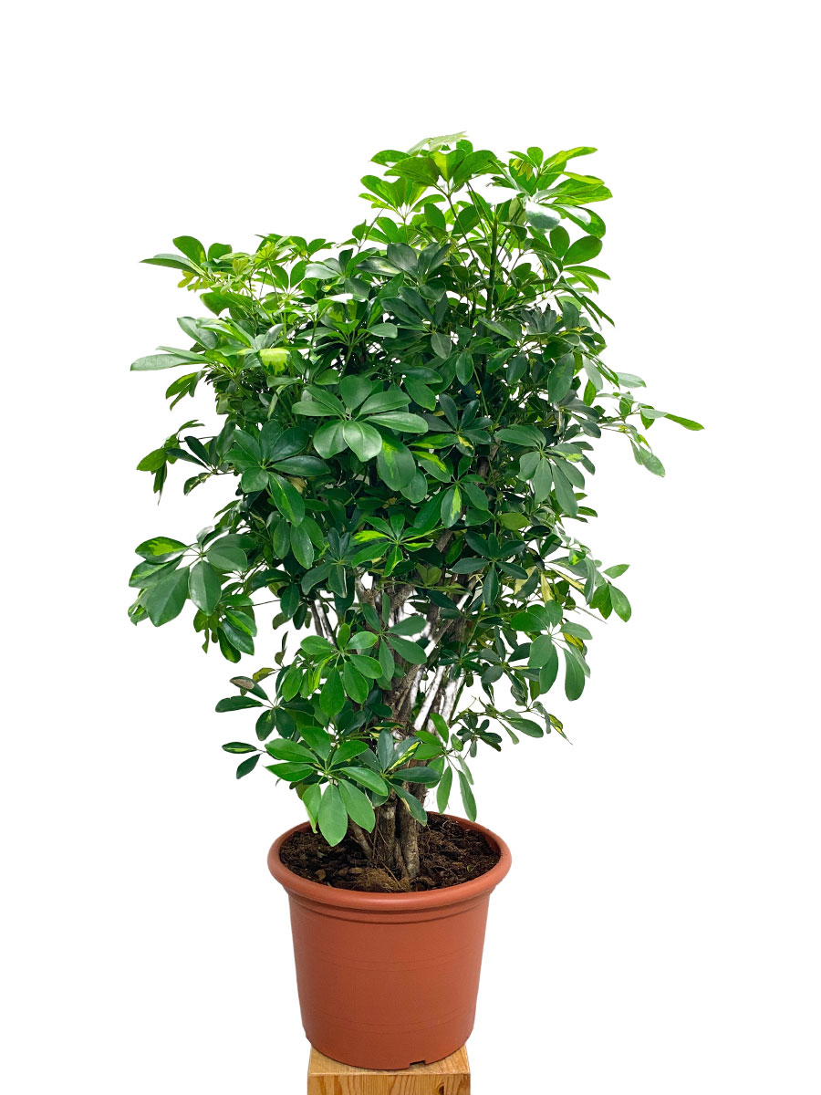 Schefflera Gold Capella verzweigt