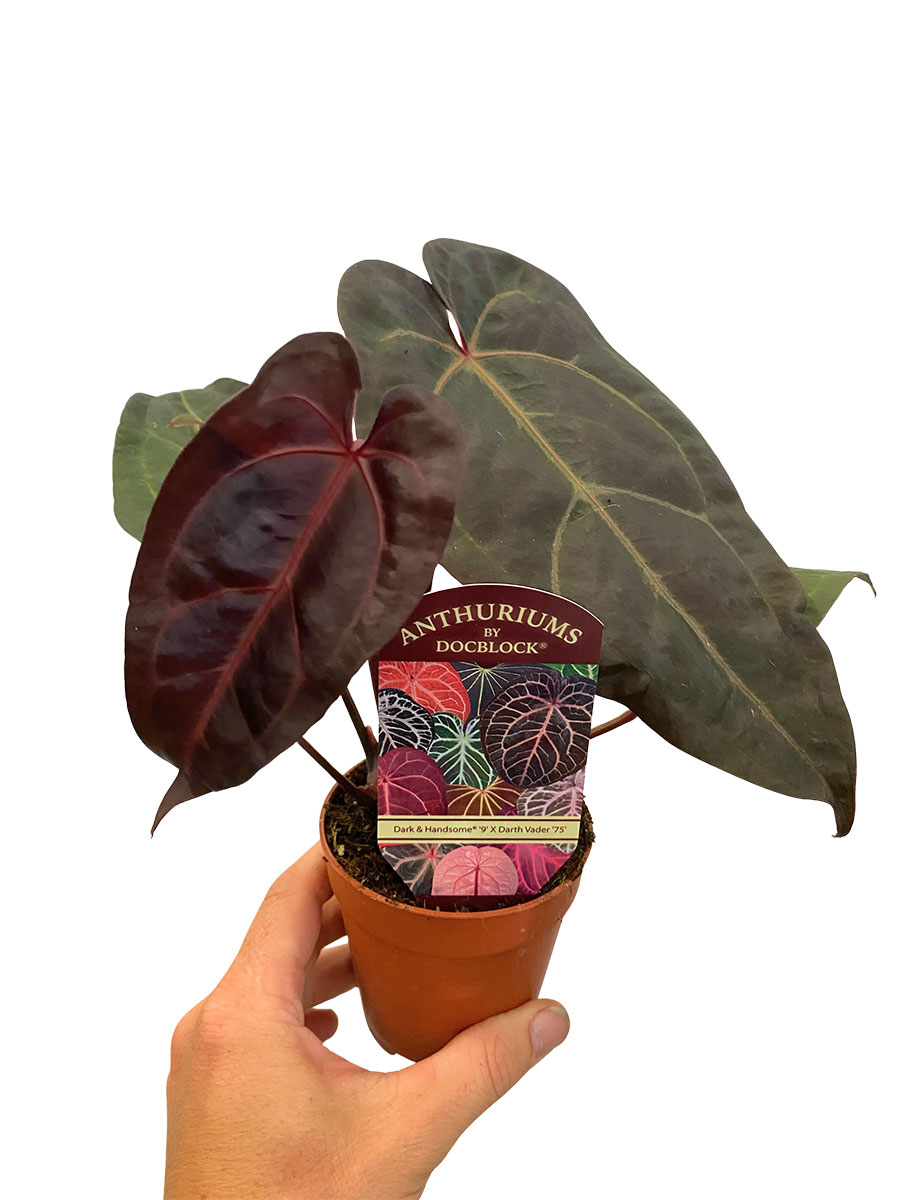 Anthurium DocBlock Dark & Handsome® 9 x Darth Vader® 75