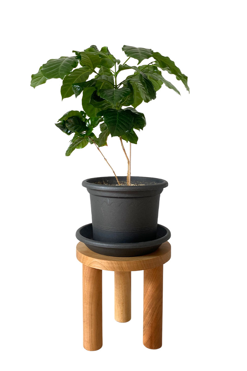 Pflanzenhocker - Ø20xH20cm - Kirschbaumholz