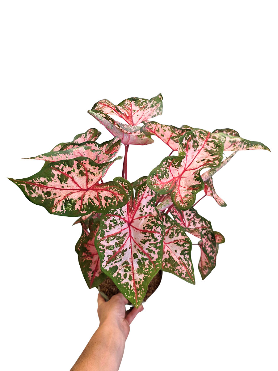 Caladium Carolyn Whorton XL