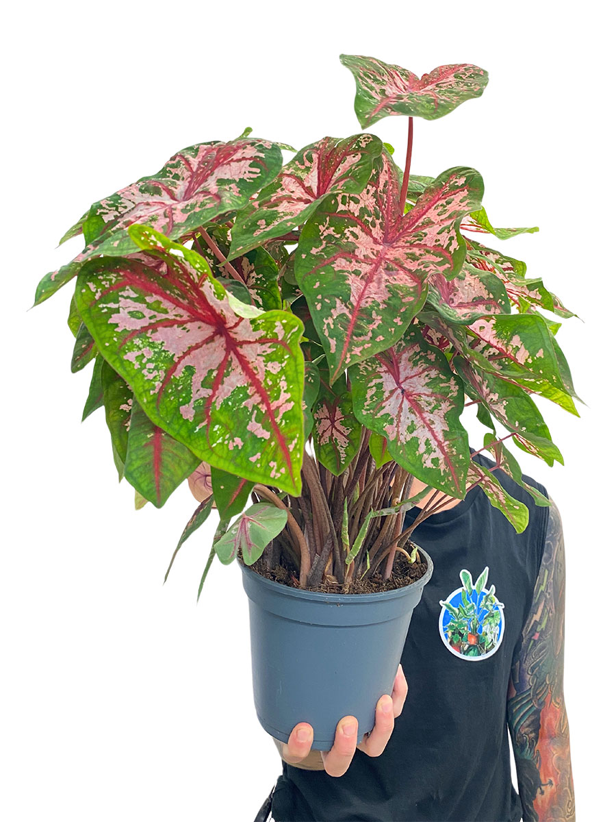 Caladium bicolor Mix Caladium bicolor Mix