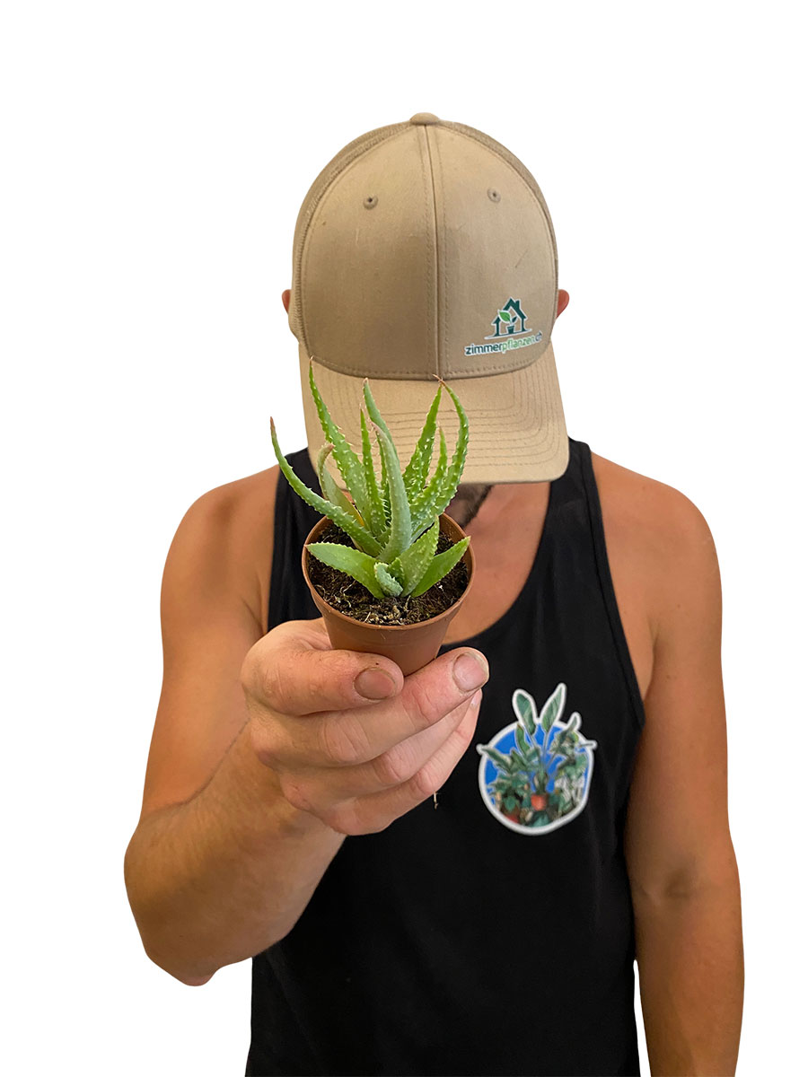 Baby Aloe Vera Humilis