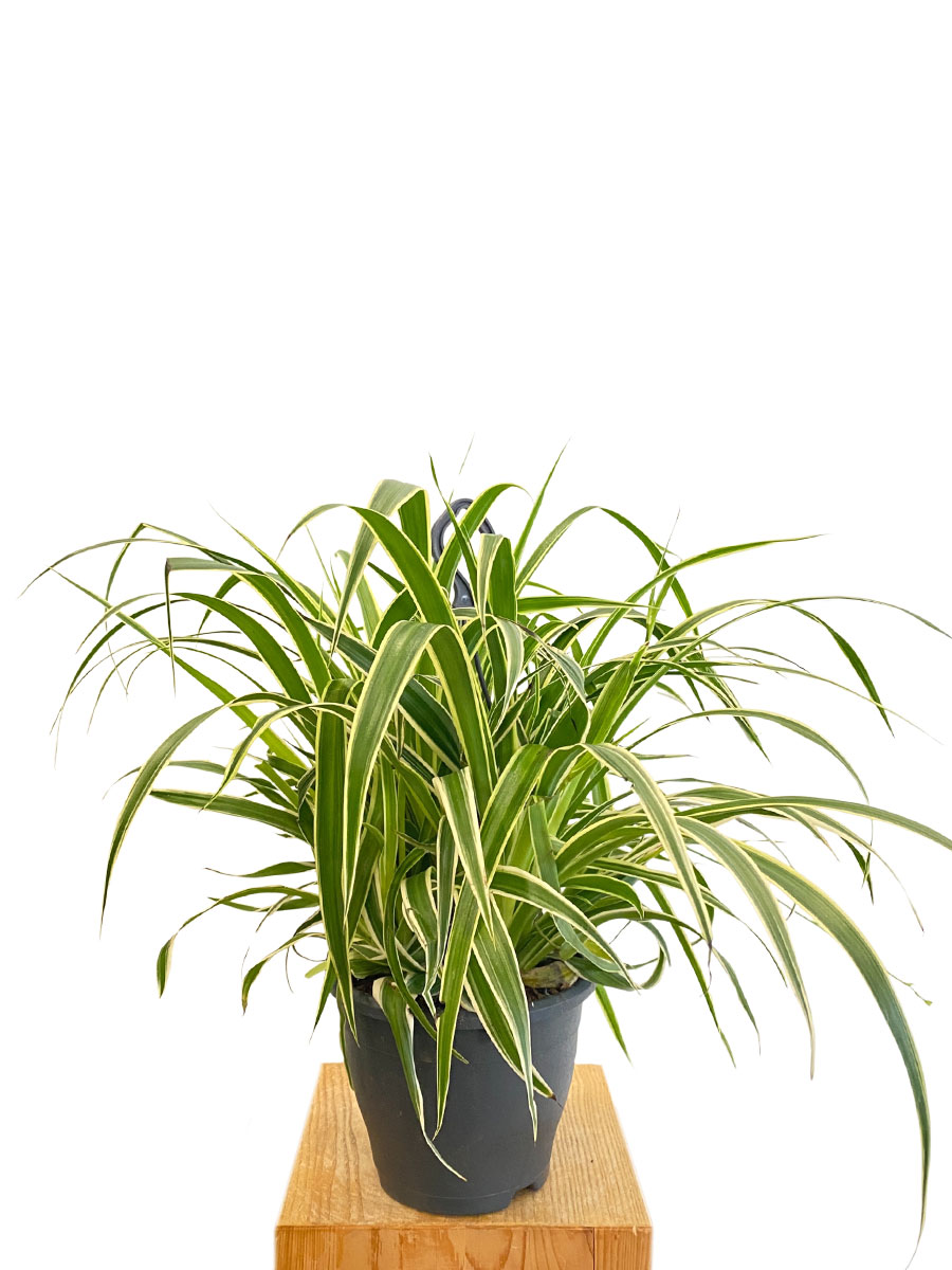 Hänger - Chlorophytum Vittatum