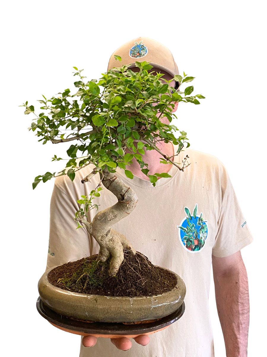 Bonsai - Ligustrum Sinense