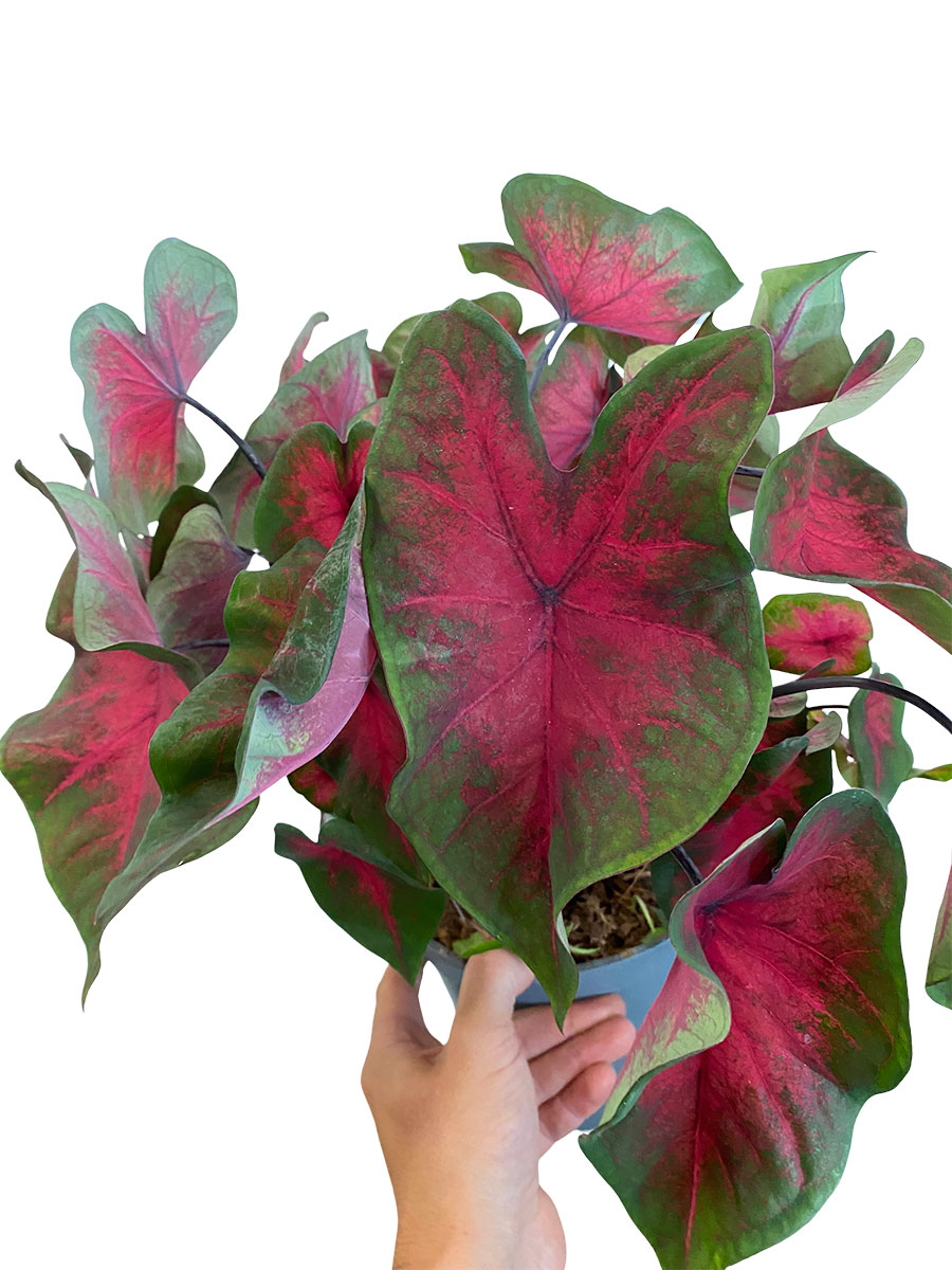 Caladium Rot