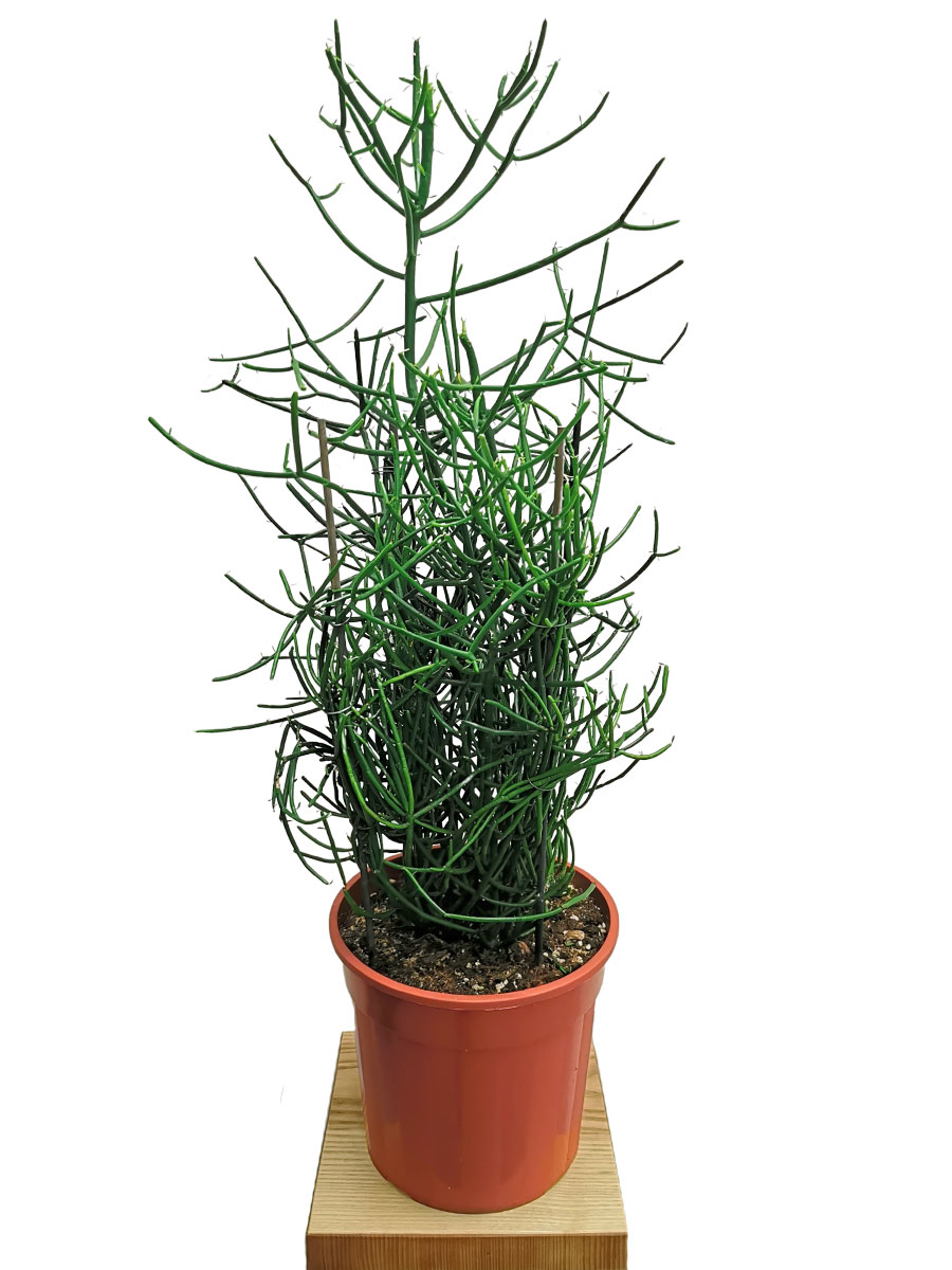 Bleistiftpflanze Euphorbia tirucalli 60-80cm