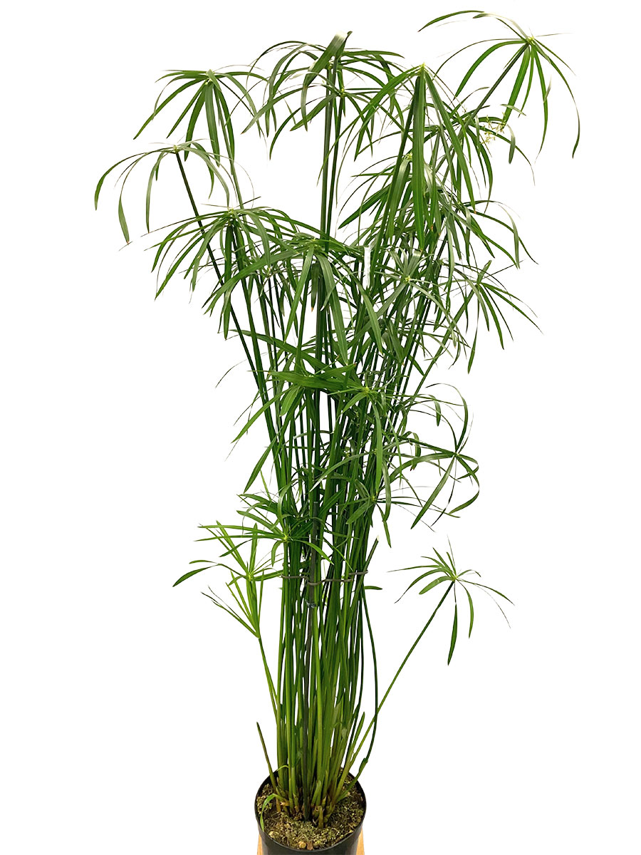 Zypergras Cyperus Glabor