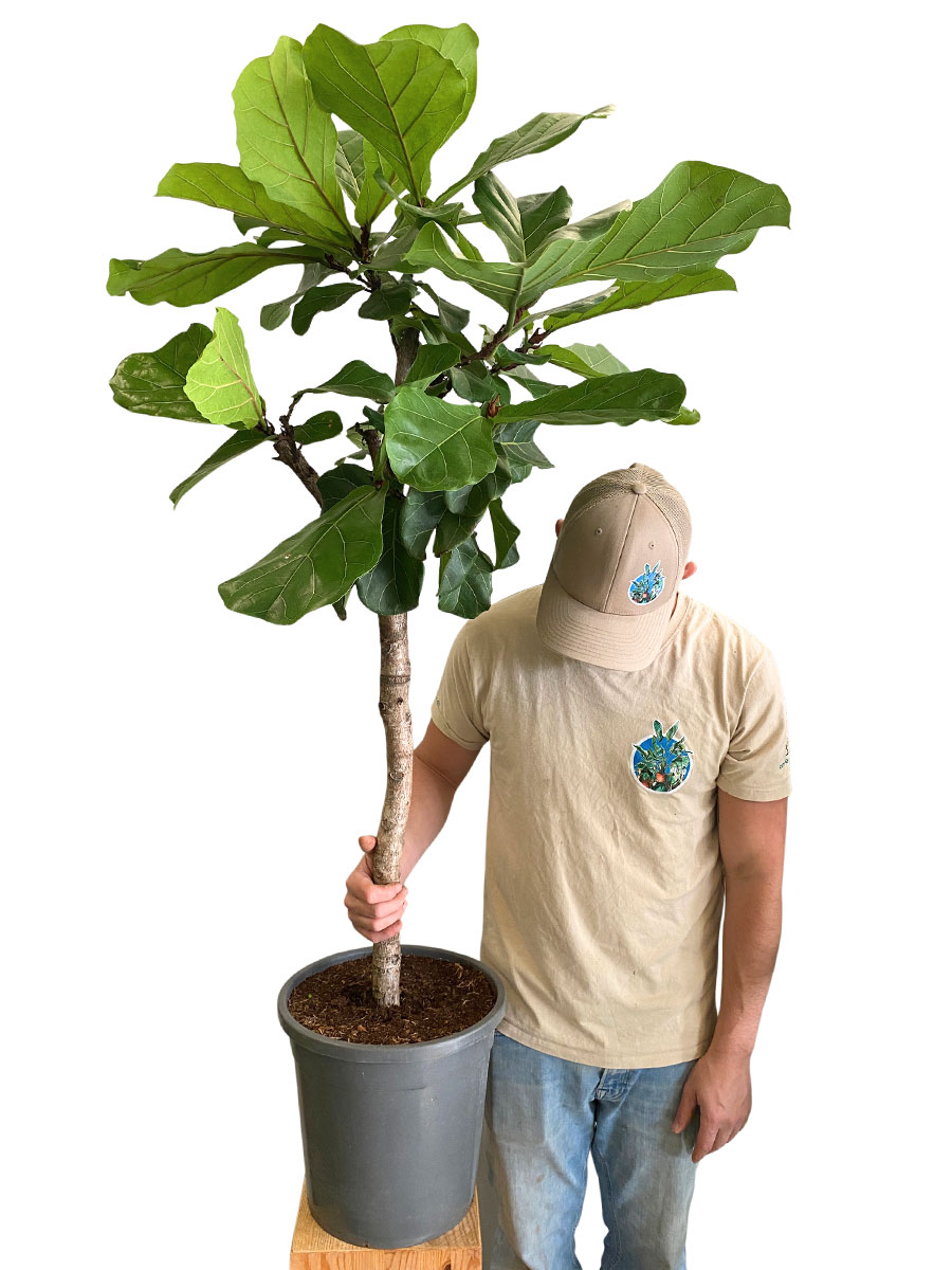 Geigenfeige Ficus lyrata Stamm