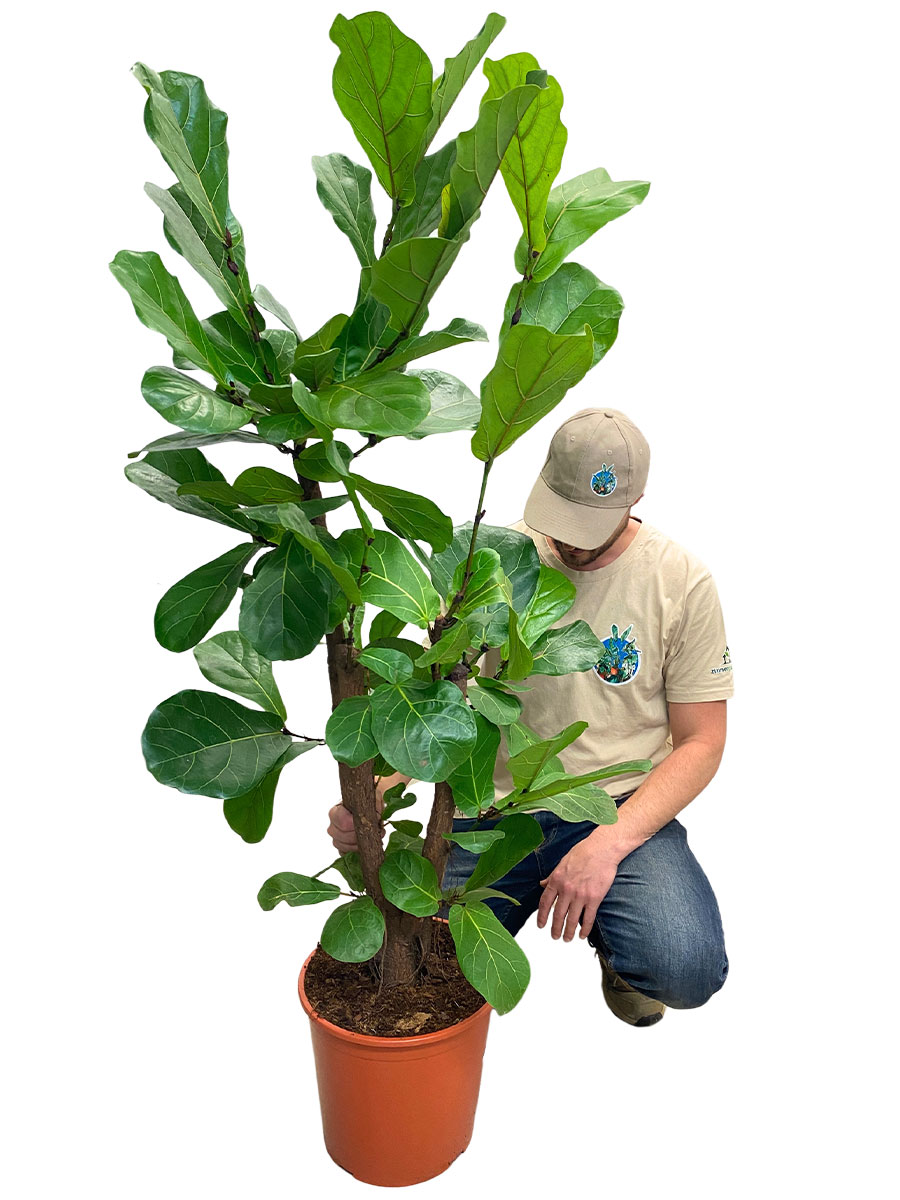 Geigenfeige Ficus lyrata verzweigt 160cm