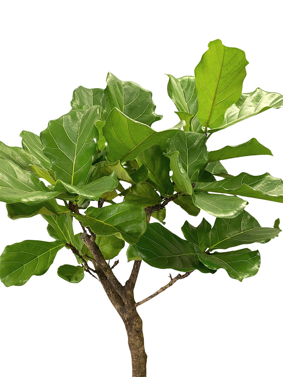 Ficus lyrata a fusto - Ø40 cm