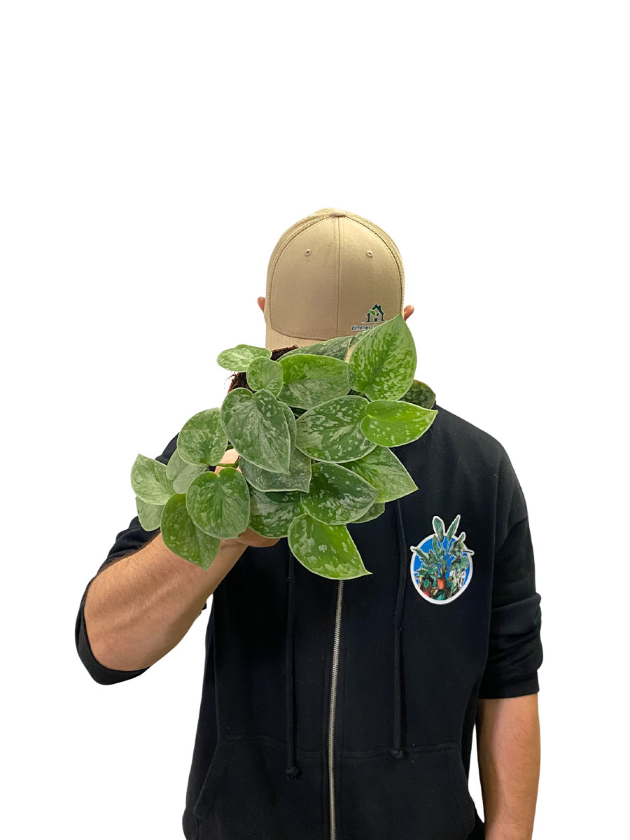 Scindapsus Silver Ann