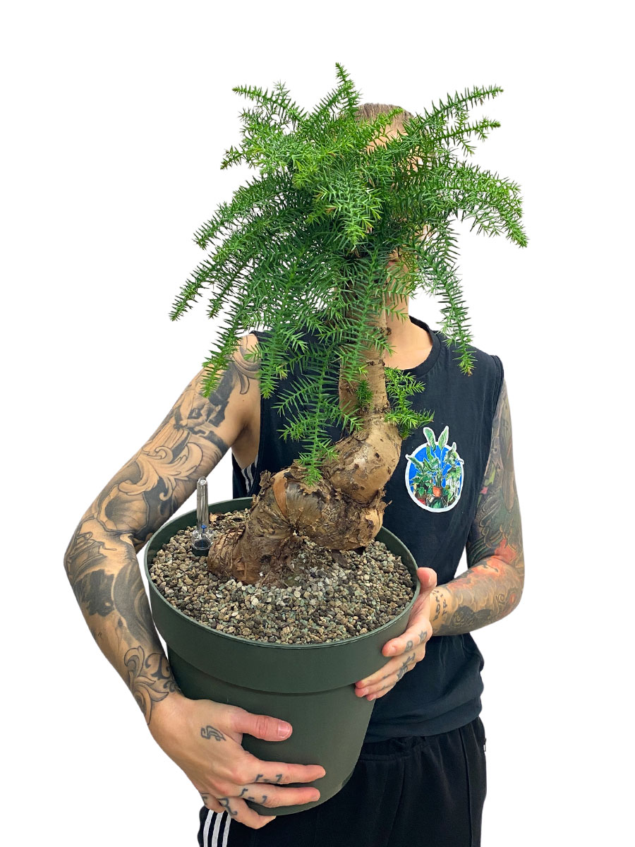 Araucaria  cunninghamii Bonsai