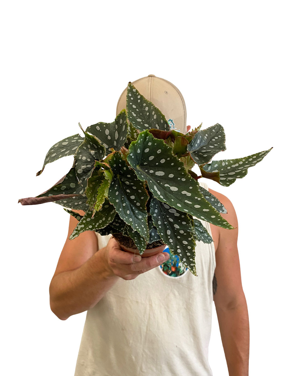 Begonia Maculata