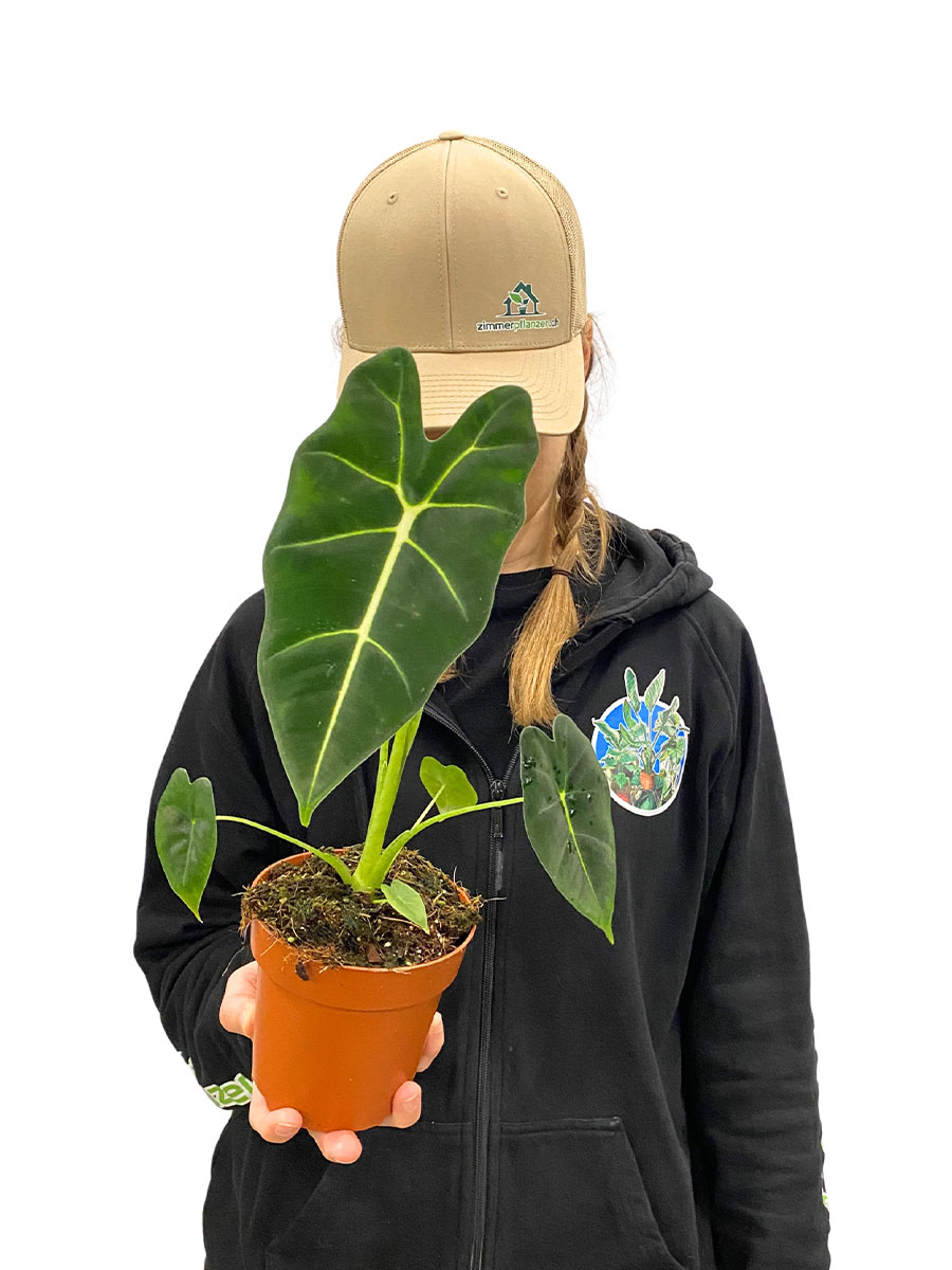 Alocasia Frydek Alocasia Frydek