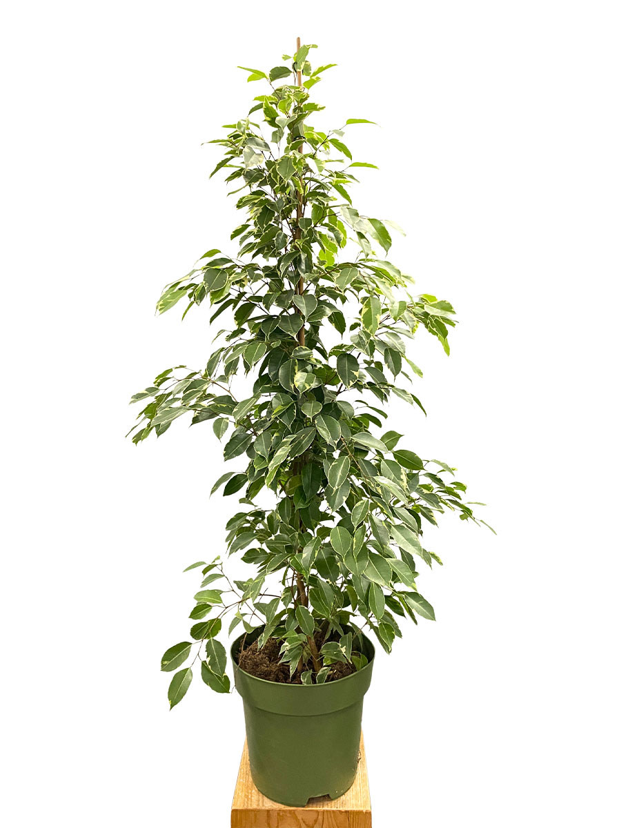 Ficus Benjamina Golden King