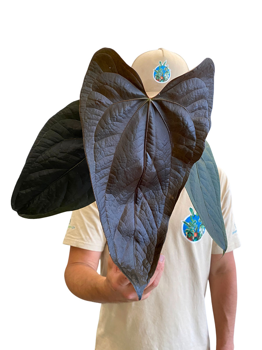 Anthurium Queen of Hearts
