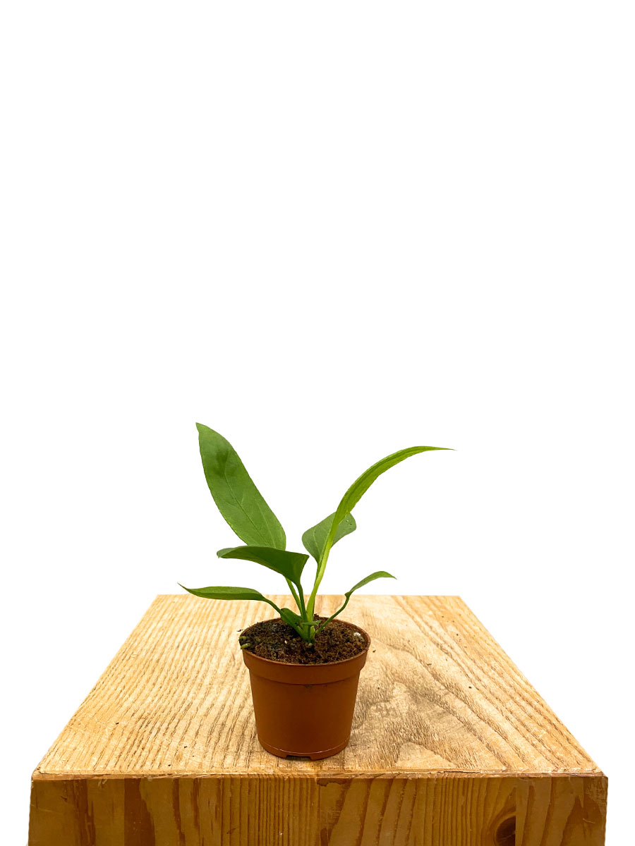 Baby Anthurium Vittarifolium