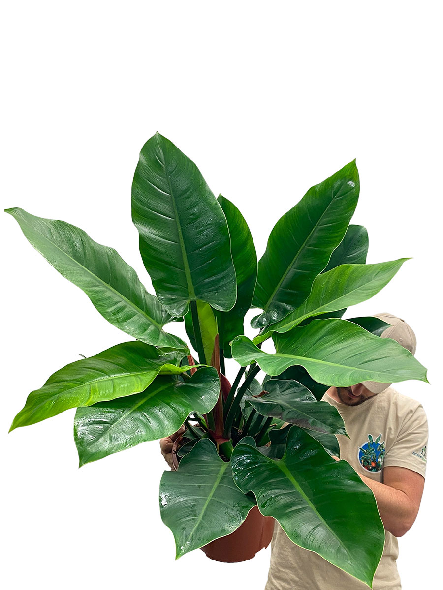 Philodendron Imperial Green Tuff 80cm