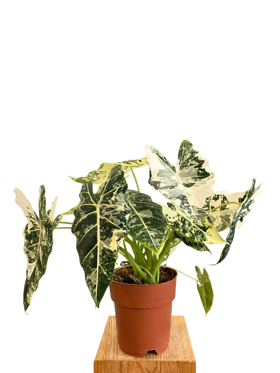Alocasia Frydek Variegata XL