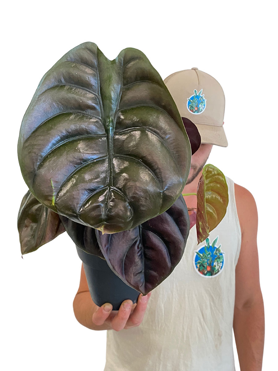 Alocasia Red Secret