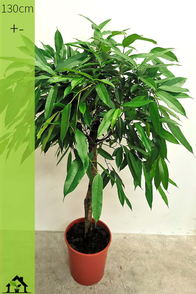 Ficus amstelking Zimmerpflanzen online kaufen