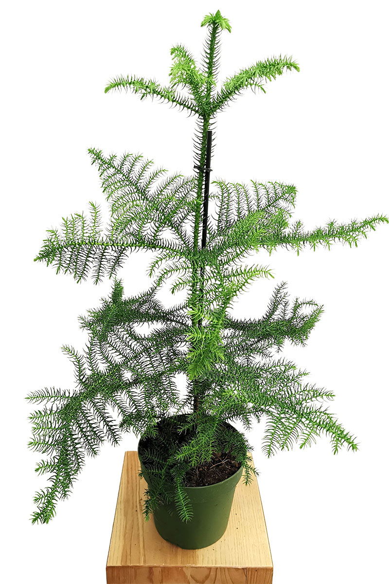 Zimmertanne Araucaria heterophylla 60cm