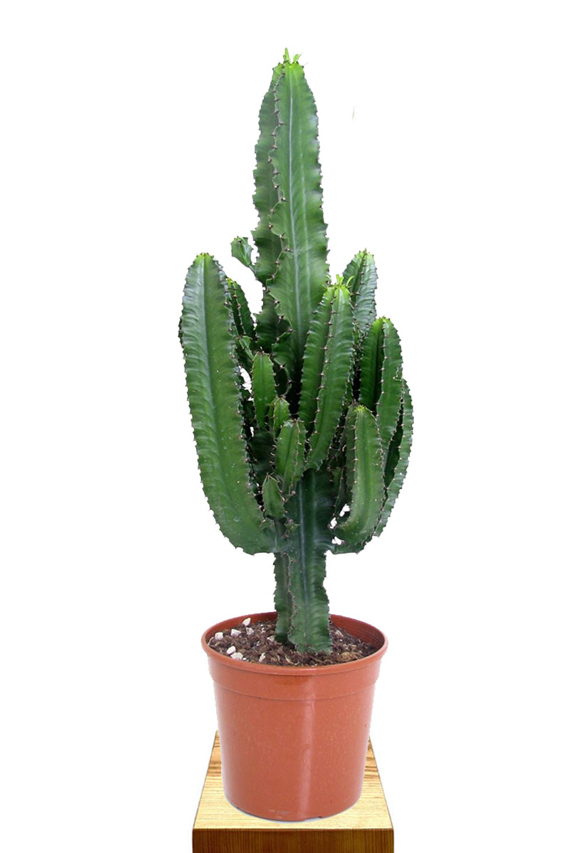 Euphorbia Erytrea Euphorbia Erytrea