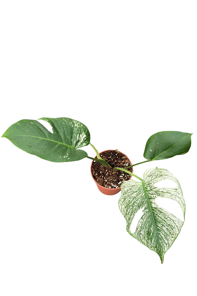 Monstera Devil Monster