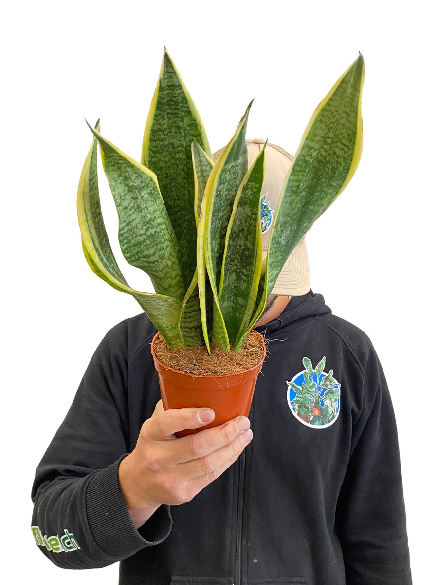 Sansevieria Futura Superba