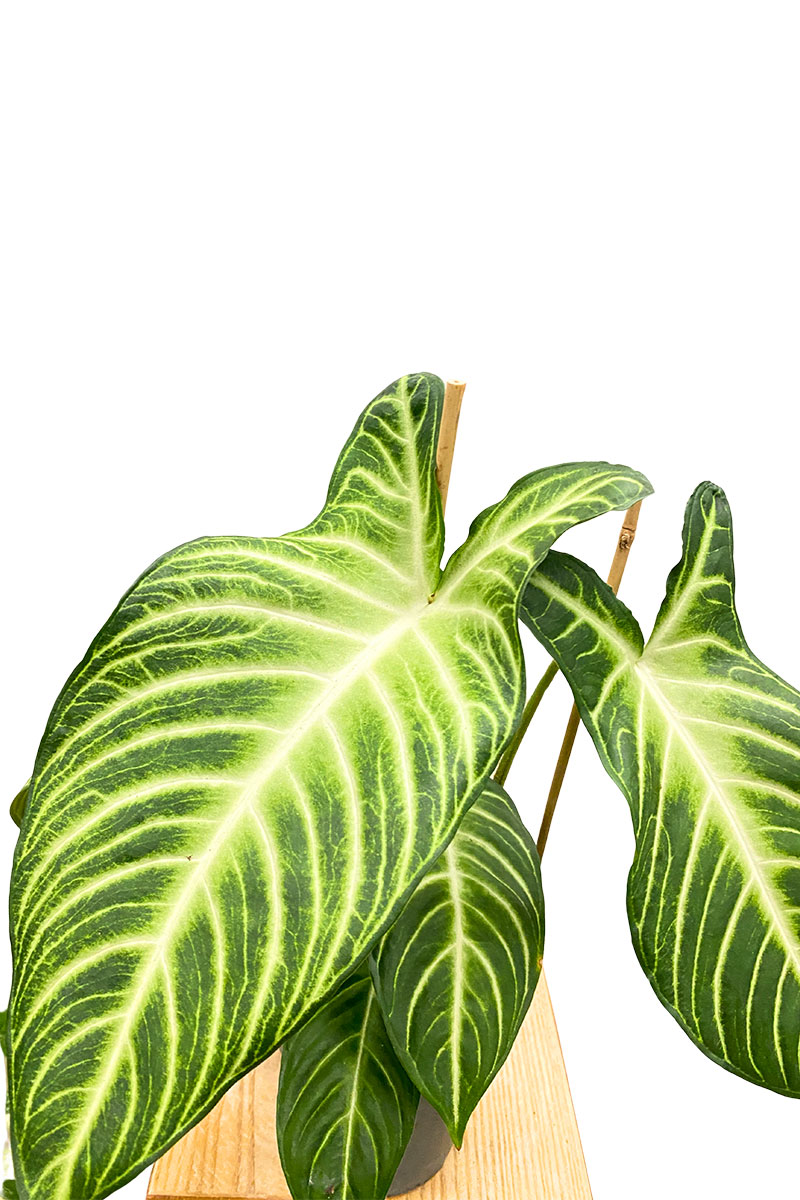 Xanthosoma Lindenii 'Angel Wing'