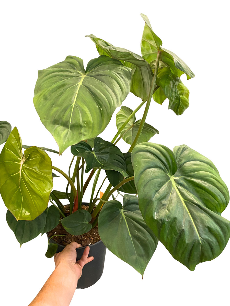 Philodendron Mc Dowell