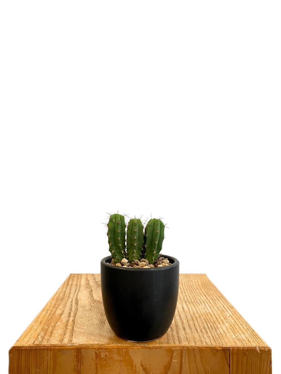 Baby San Pedro Kaktus Keramik