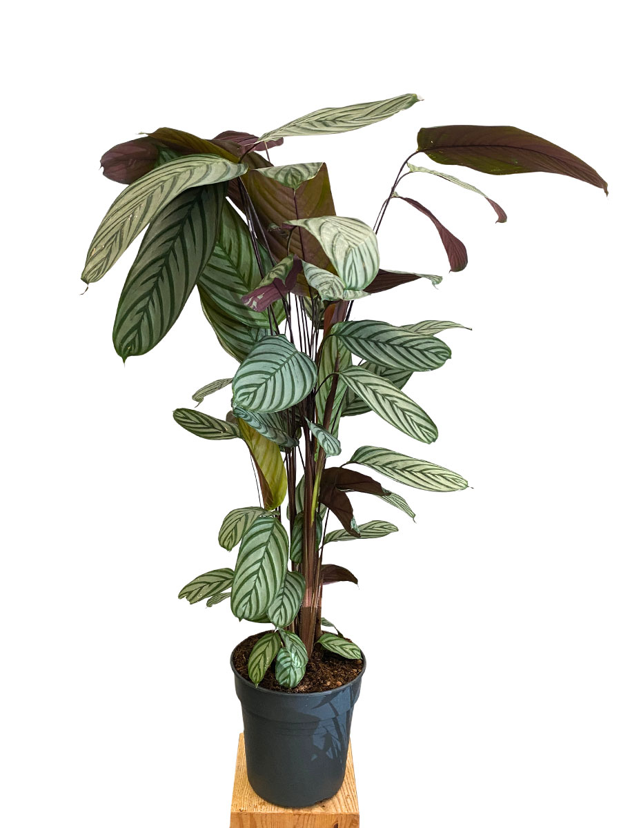 Calathea Oppenheimiana - Gross