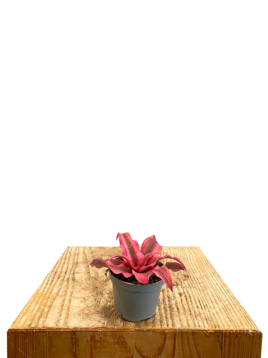 Baby Cryptanthus Super Rosa