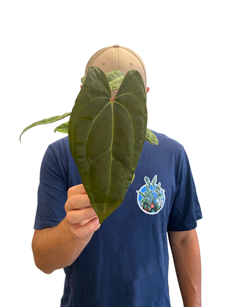 Baby Anthurium Ace of Spades x Papillilaminum