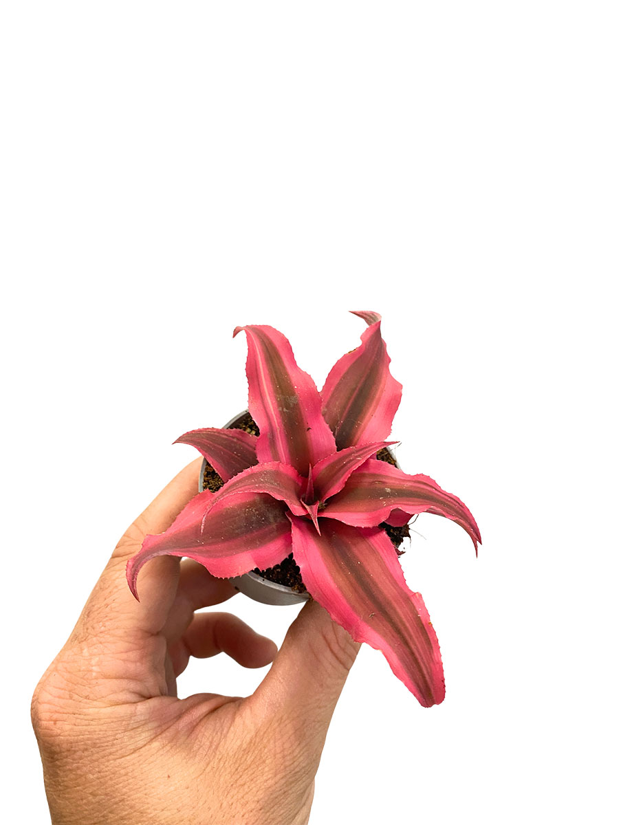 Baby Cryptanthus Super Rosa