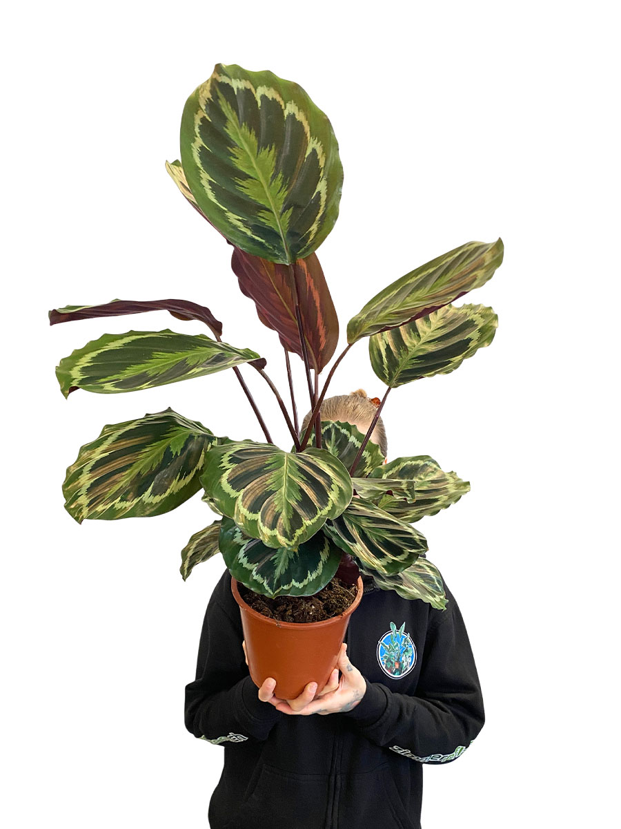 Calathea Medallion - Gross