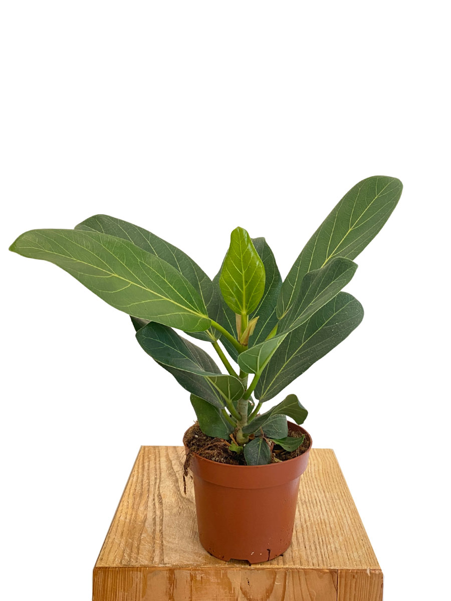 Baby Banyanbaum Ficus Benghalensis
