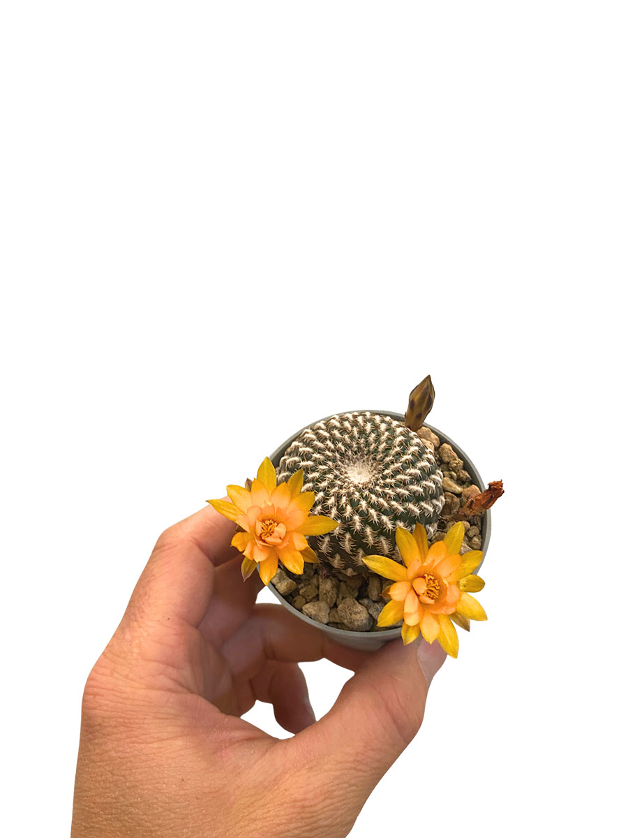 Sulcorebutia Arenacea