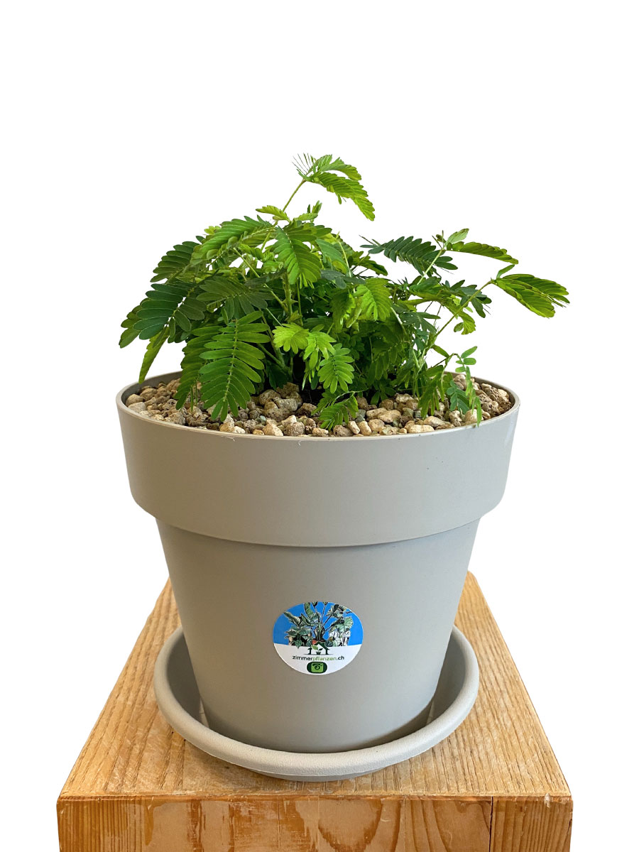 Echte Mimose Mimosa Pudica