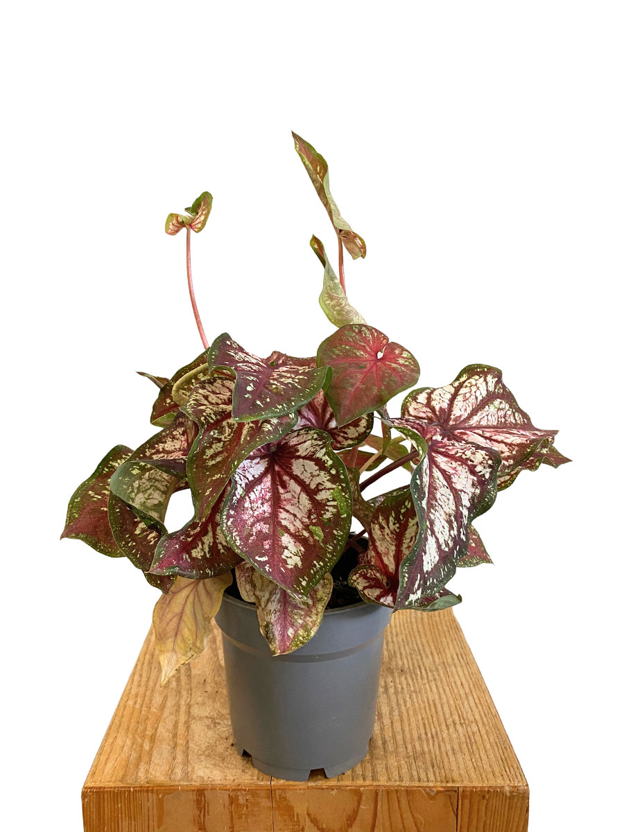Caladium Bicolor