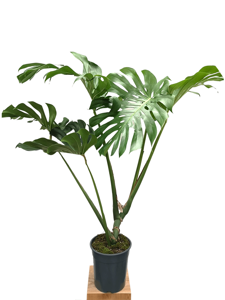 Monstera Deliciosa - Big Leaf