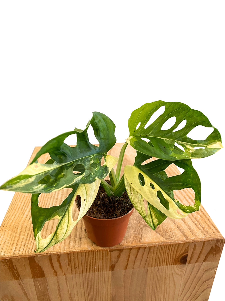 Baby Monstera Adansonii Variegata