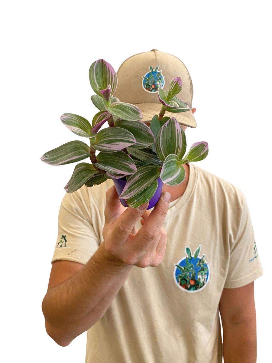 Baby Tradescantia Nanouk