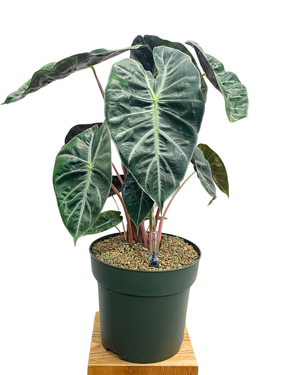 Alocasia Pink Dragon