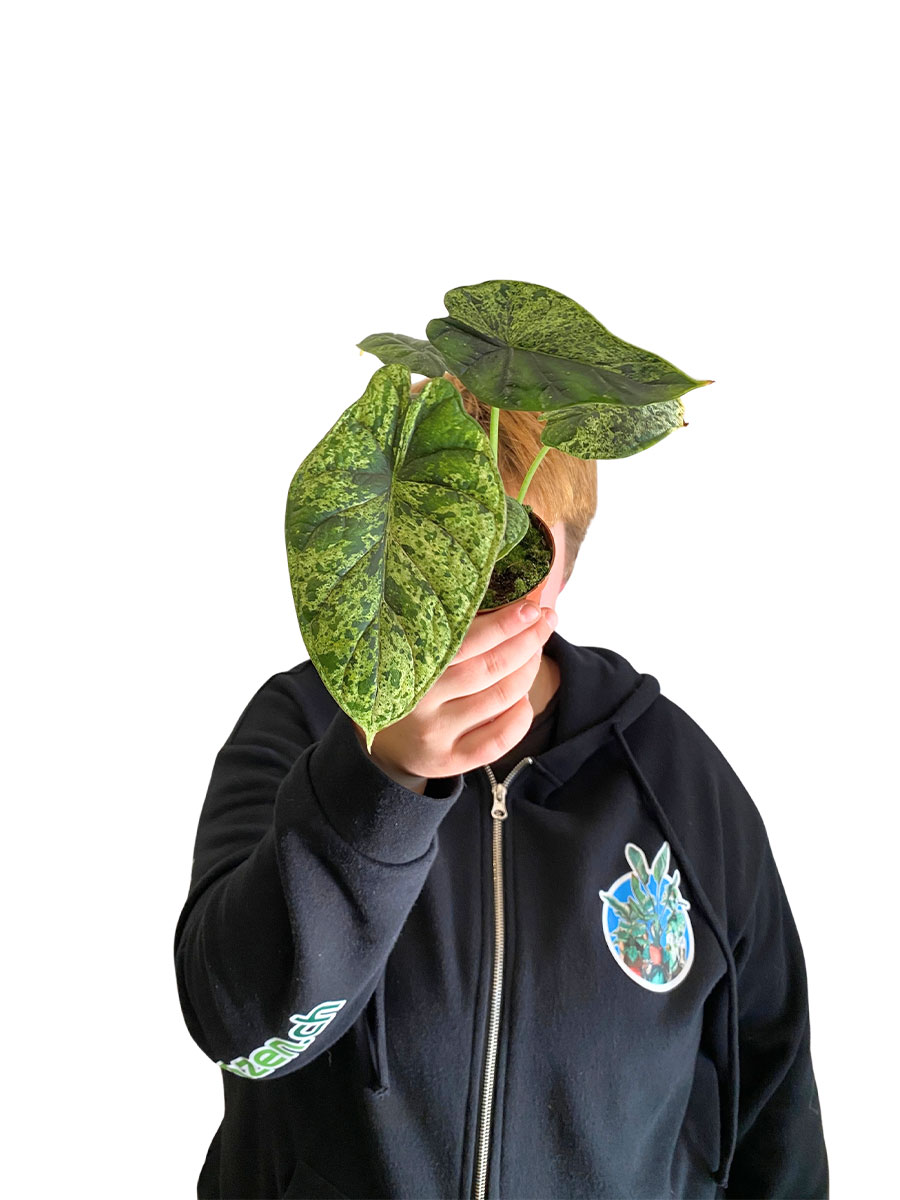 Baby Alocasia Dragon Scale Mint Variegata